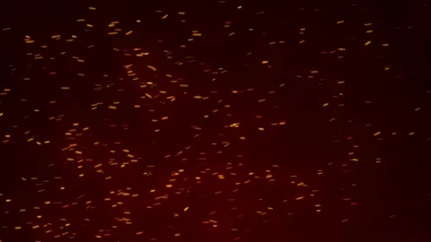 Glowing flying ember, burning ash particles. Video stock 169035341