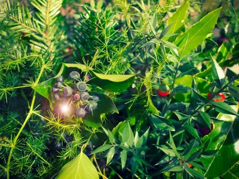 Glowing foliage Stock Photos