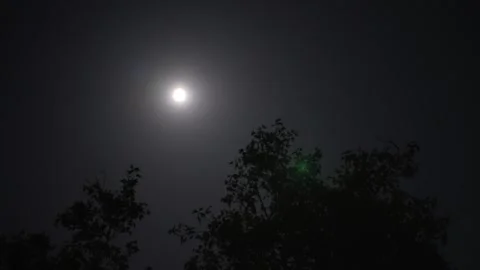 Glowing full moon above dark night tree silhouettes Stock Footage 340393709