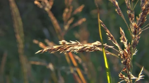 Glowing Grass Seed Stalk in Breeze - rack focus Stock Footage 8569385