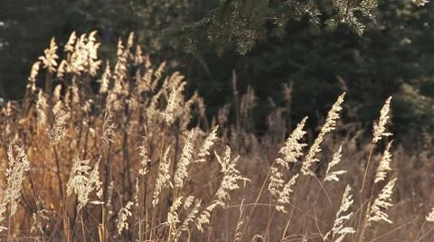 Glowing Grasses in Forest Slow Rack Focus Stock Footage 8921745