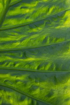Glowing Green Leaf Texture Backlit by Sunlight, Natural Abstract Background. Фото