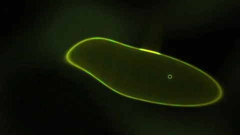 Glowing green oval shape on black background. Stock Footage 337466344