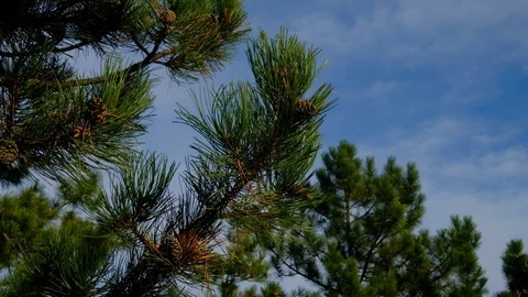Glowing Green Pine Boughs Dance in Afternoon Breeze Stock Footage 121412978