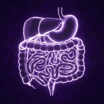 Glowing human anatomy digestive system on purple background Stock Illustration