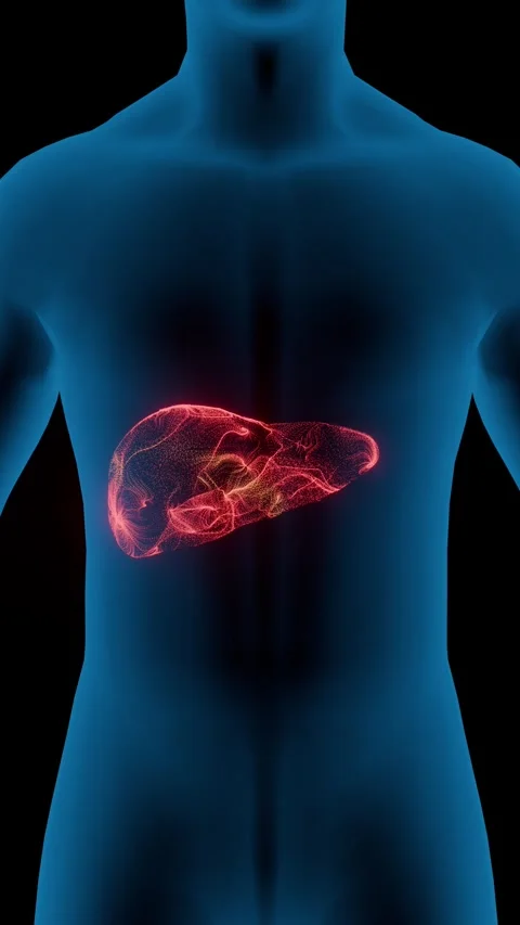 Glowing human liver anatomy visualization with internal cellular activity 動画素材 344606461