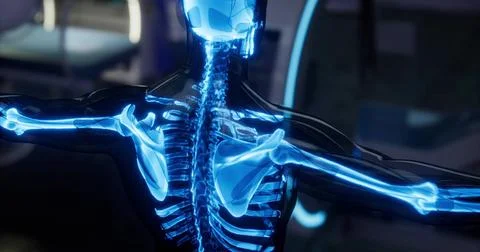 Glowing human skeleton model displayed in modern medical facility 스톡 일러스트