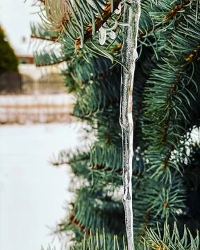 Glowing icicles hang from pine needles. Stock Photos