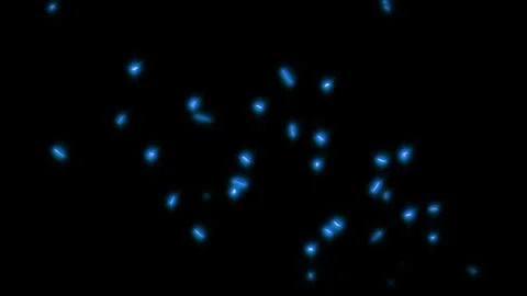 Glowing Insects Fly Around At Night Bioluminescence Stock Footage 345851433