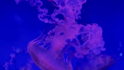 Glowing jellyfish drifting in deep blue light Stock Footage 320602646
