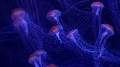 Glowing jellyfish drifting in a deep blue aquarium environment. Stock Footage 328995304