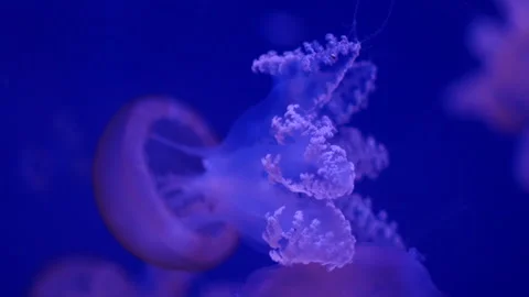 Glowing jellyfish drifting in a deep blue aquarium environment. Stock Footage 328995306