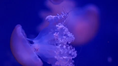 Glowing jellyfish drifting in a deep blue aquarium environment. Stock Footage 328995316