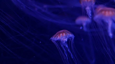 Glowing jellyfish drifting in a deep blue aquarium environment. Stock Footage 328995317