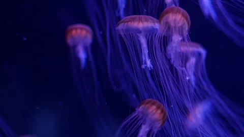 Glowing jellyfish drifting in a deep blue aquarium environment. Stock Footage 328995342
