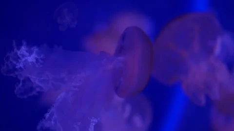 Glowing jellyfish drifting in a deep blue aquarium environment. Stock Footage 328995345
