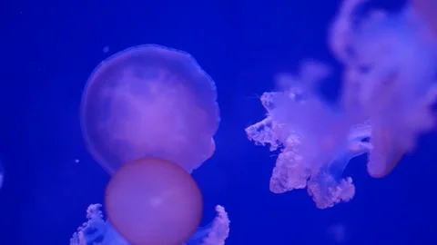 Glowing jellyfish drifting in a deep blue aquarium environment. Stock Footage 328995394