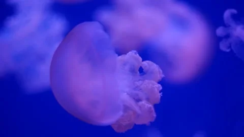 Glowing jellyfish drifting in a deep blue aquarium environment. Stock Footage 328995411