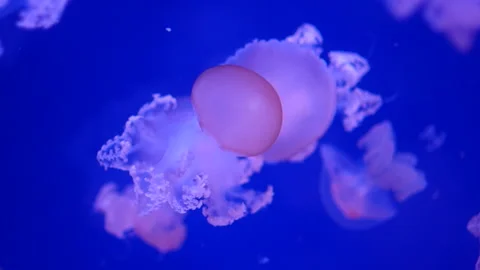 Glowing jellyfish drifting in a deep blue aquarium environment. Stock Footage 328995429