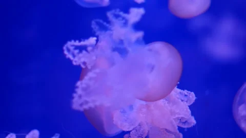 Glowing jellyfish drifting in a deep blue aquarium environment. Stock Footage 328995468