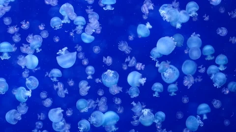 Glowing jellyfish drifting in a deep blue aquarium environment. Stock Footage 328995488