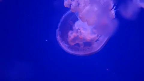 Glowing jellyfish drifting in a deep blue aquarium environment. Stock Footage 328995494