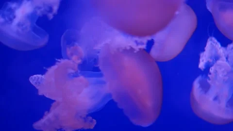 Glowing jellyfish drifting in a deep blue aquarium environment. Stock Footage 328995529