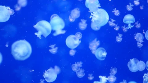 Glowing jellyfish drifting in a deep blue aquarium environment. Stock Footage 328995705