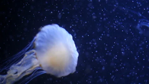 Glowing jellyfish drifting in a deep blue aquarium environment. Stock Footage 328995734