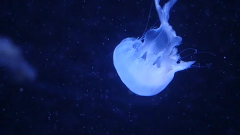 Glowing jellyfish drifting in a deep blue aquarium environment. Stock Footage 328995742