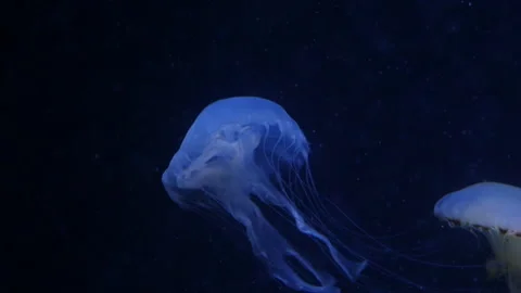 Glowing jellyfish drifting in a deep blue aquarium environment. Stock Footage 328995747