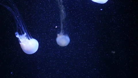 Glowing jellyfish drifting in a deep blue aquarium environment. Stock Footage 328995772