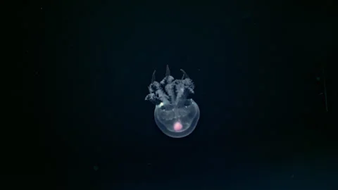 Glowing jellyfish floating in deep blue water, mesmerizing 4K slow motion Stock Footage 335487825