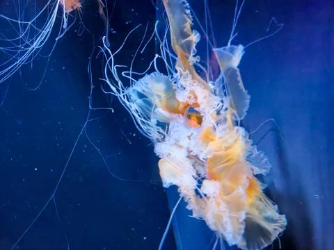 Glowing jellyfish floating in deep blue water Photos