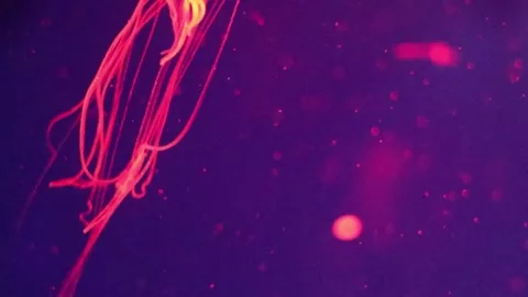 Glowing jellyfish move elegantly through the dark waters of the aquarium, showca Stock Footage 310447552