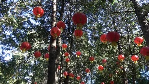 Glowing lanterns in tree tops. Camera zoom out Stock Footage 95947373