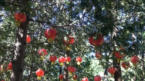 Glowing Lanterns in tree tops. Camera looks up at sky Stock-Footage 95947437
