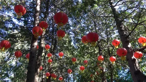 Glowing Lanterns in tree tops.Camera pan right Stock Footage 95947401