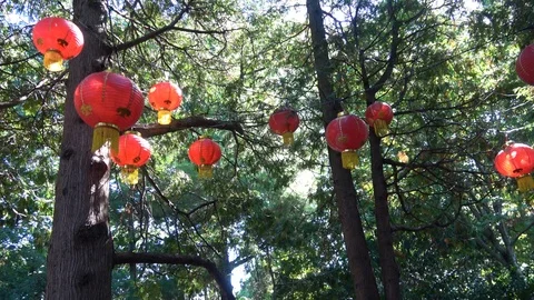 Glowing Lanterns in tree tops.Camera pan left Video stock 95947441