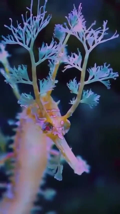 Glowing Leafy Sea Dragon Under the Dark Sea 库存影片 334359304