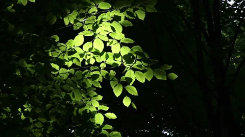 Glowing Leaves Stock Footage 33439778