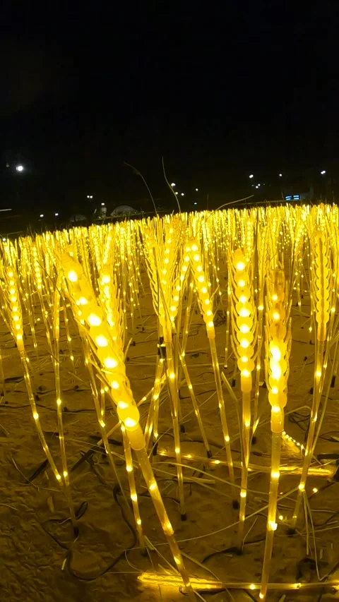 Glowing LED Wheat Field Light Installation Stock Footage 337238505