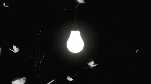 Glowing light bulb is hanging and Insect flying around the light bulb. Video stock 140843934
