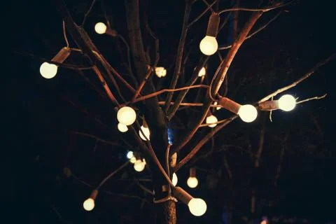 Glowing light bulbs on tree in dark at night Stock Photos
