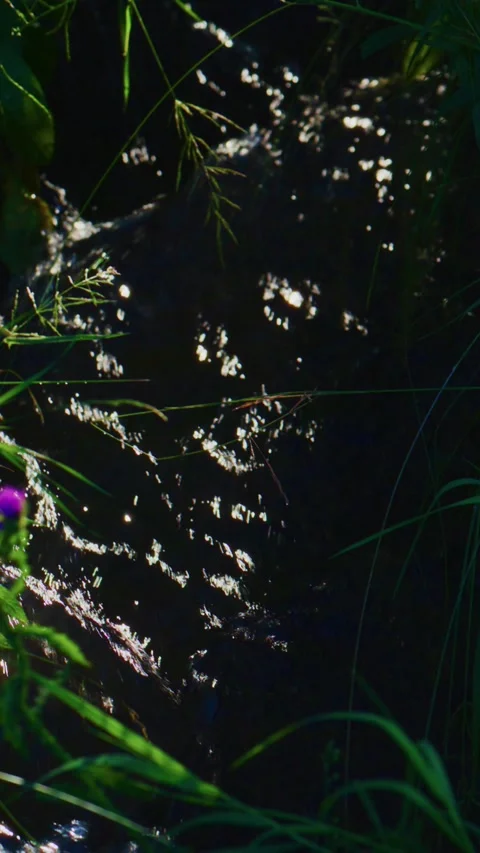 Glowing light reflects off water, surrounded by wild grasses and small blooms Stock Footage 335567958