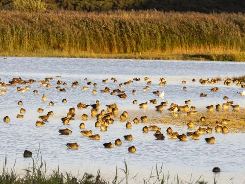 Glowing light at sunset on a mixed flock of Wigeon and Teal on Cley nature re Stock Photos