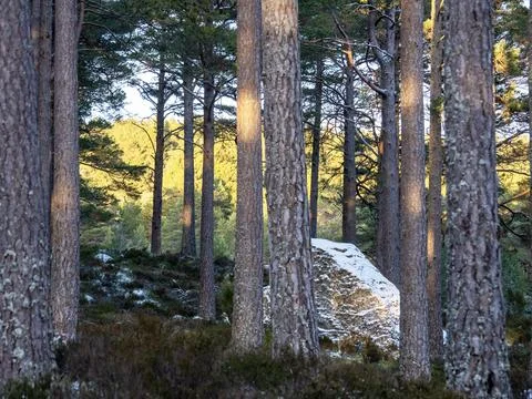 Glowing light at sunset on Scots Pine, part of the Caledonian pine forest sur Stock Photos