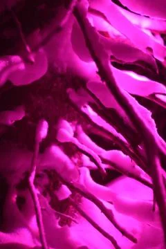 Glowing lights in winter forest Stock Photos