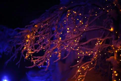 Glowing lights in winter forest 库存照片