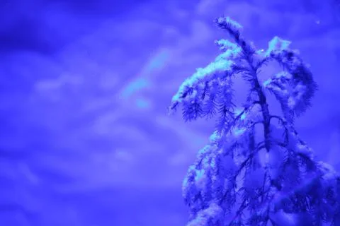 Glowing lights in winter forest Stock-Fotos